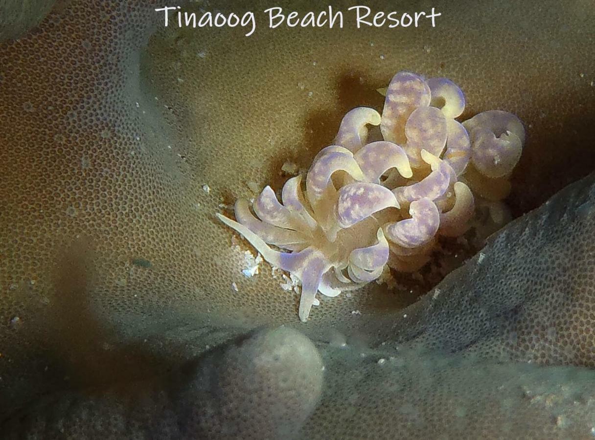 Tinaoog Beach Resort Alad Exterior foto